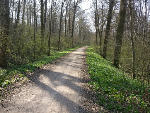 Häslachwald