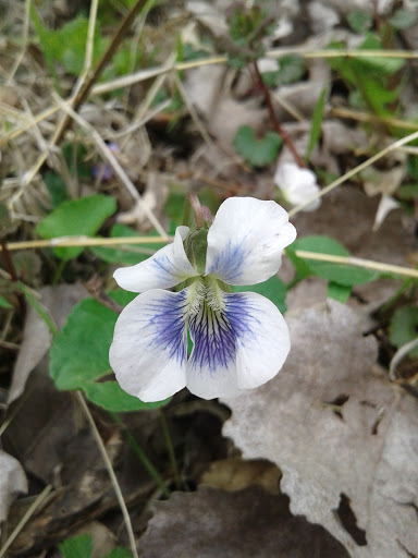 Park «Legion Disc Golf Course», reviews and photos, Boyson Trail, Marion, IA 52302, USA