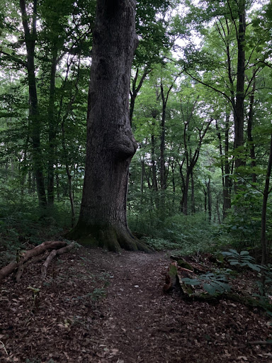 Nature Preserve «Shiprock Woods Nature Preserve», reviews and photos, 2626 Shiprock Rd, Willow Street, PA 17584, USA