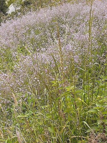 Comentarii opinii despre Puente Verde