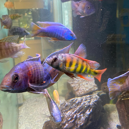 Pet Supply Store «Exotic Aquatic», reviews and photos, 275 E Oakland Park Blvd, Fort Lauderdale, FL 33334, USA