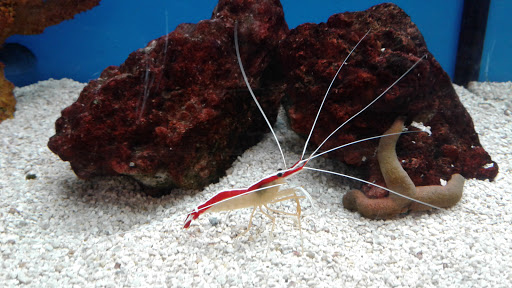 Pet Supply Store «Petco Animal Supplies», reviews and photos, 8800 Tampa Ave, Northridge, CA 91324, USA