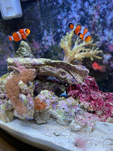 Tropical Fish Store «Life Aquatic», reviews and photos, 9 South Ave, New Canaan, CT 06840, USA