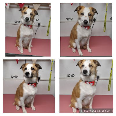 Dog Grooming by Rachel