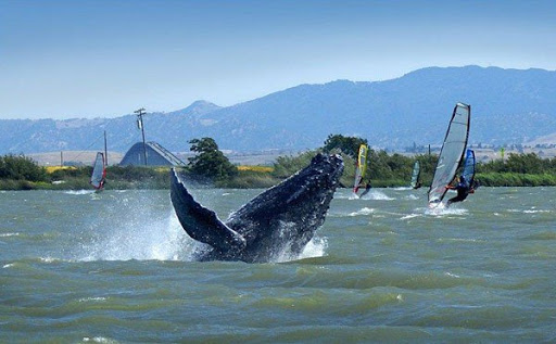 Sporting Goods Store «Delta Windsurf Co», reviews and photos, 3729 W Sherman Island Rd, Rio Vista, CA 94571, USA