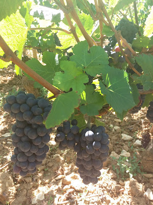 Domaine MEUNEVEAUX à Aloxe-Corton