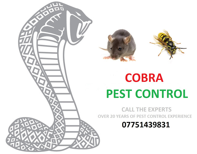 Reviews of Cobra Pest Control & Environmental Services in Wrexham - Pest control service