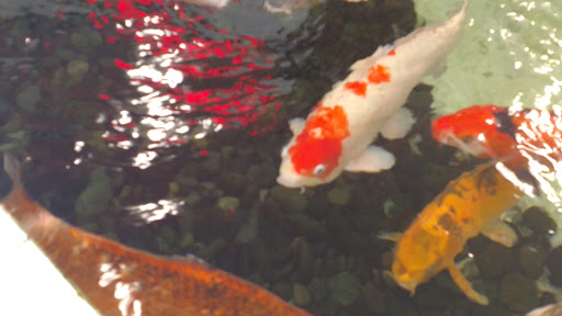 Pet Supply Store «PetKraze», reviews and photos, 100 Independent Way, Brewster, NY 10509, USA