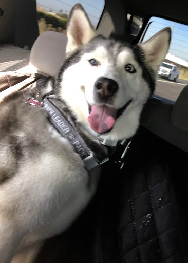 Pet Supply Store «PetSmart», reviews and photos, 2828 Campus Pkwy, Riverside, CA 92507, USA