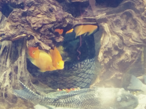 Pet Groomer «We Lov Pets», reviews and photos, 3853 Northpointe Dr, Zanesville, OH 43701, USA