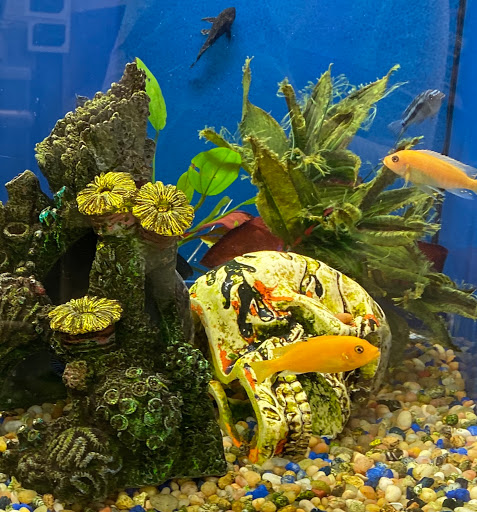 Pet Supply Store «Pet Supplies Plus», reviews and photos, 283 Middle Turnpike W, Manchester, CT 06040, USA