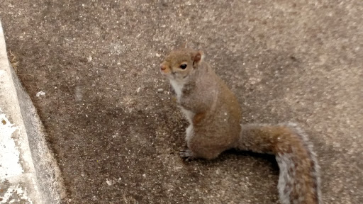 Nature Preserve «Greenbelt Forest Preserve», reviews and photos, 1110 S Green Bay Rd, North Chicago, IL 60035, USA