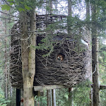 Photo n° 1 de l'avis de julie. fait le 13/09/2023 à 13:50 pour Cabanes dans les arbres - Entre Terre et Ciel à Saint-Nicolas-la-Chapelle