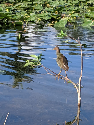 Community Center «Volunteer Park Community Center», reviews and photos, 12050 W Sunrise Blvd, Plantation, FL 33323, USA