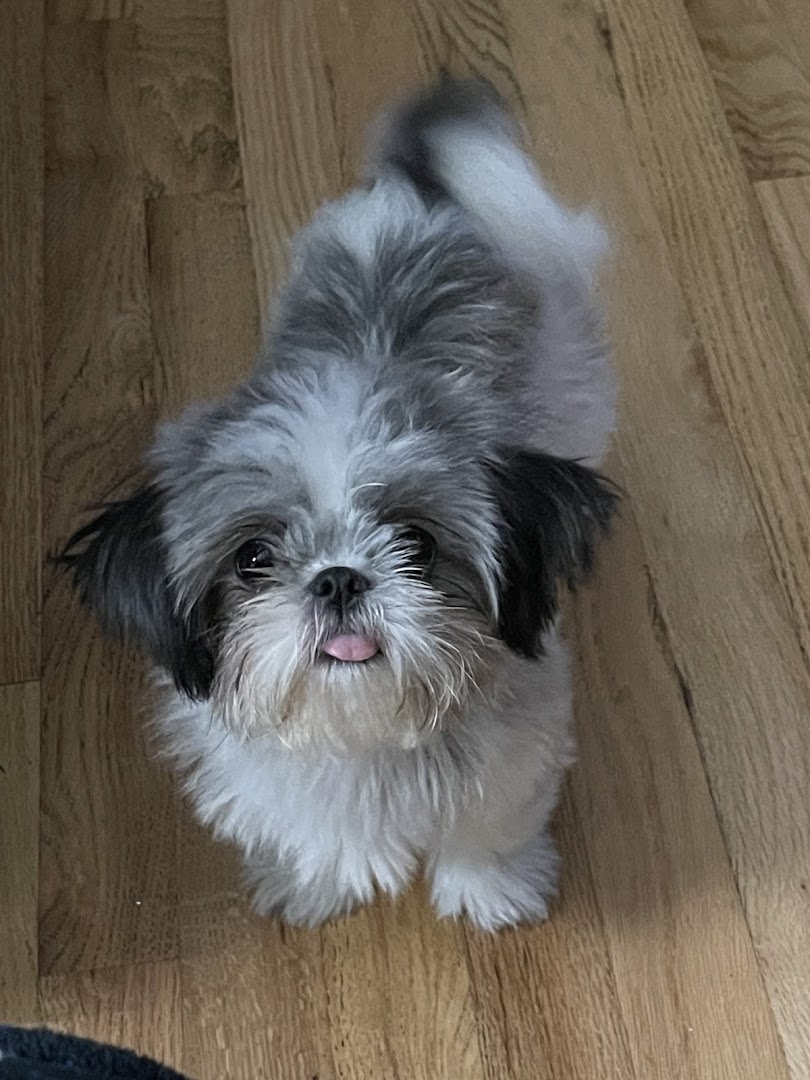 South Georgia Shih Tzu's