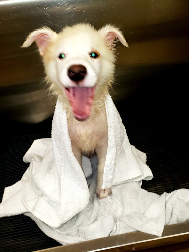 Pet Supply Store «Pet Supplies Plus», reviews and photos, 1704 Greenville Ave, Dallas, TX 75206, USA