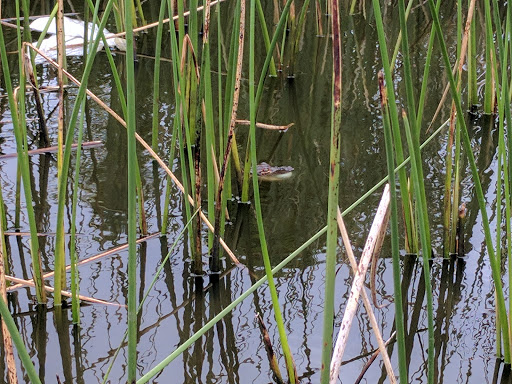 Golf Course «Deer Island Country Club», reviews and photos, 18000 Eagles Club House Way, Tavares, FL 32778, USA