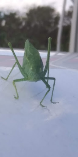 Animal Shelter «Humane Society of Ocean City», reviews and photos, 1 Shelter Rd, Ocean City, NJ 08226, USA