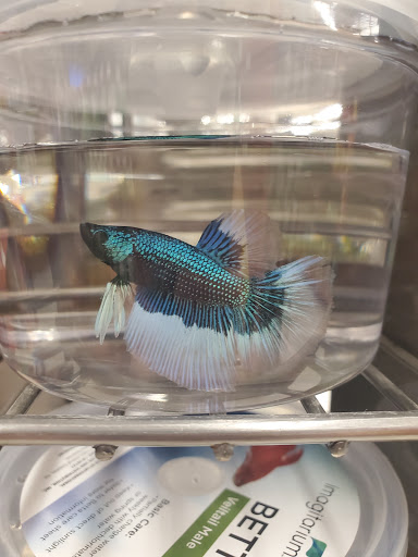 Pet Supply Store «Petco Animal Supplies», reviews and photos, 364 Randall Rd, South Elgin, IL 60177, USA