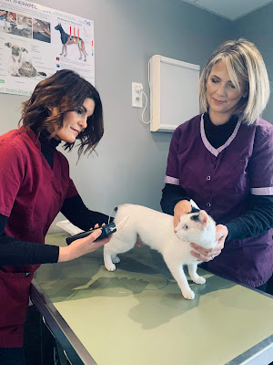 Clinique Vétérinaire Scoobby à Dax