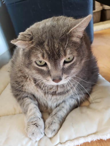 Pet Supply Store «Pet Supplies Plus», reviews and photos, 2057 S Telegraph Rd, Bloomfield Hills, MI 48302, USA