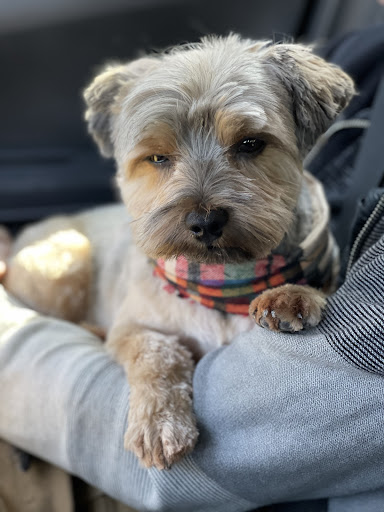 Pet Groomer «Fetching Styles, LLC», reviews and photos, 90 Foothills Pkwy c202, Marble Hill, GA 30148, USA