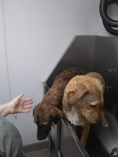 Pet Supply Store «Pet Supplies Plus», reviews and photos, 946 Joliet St, Dyer, IN 46311, USA