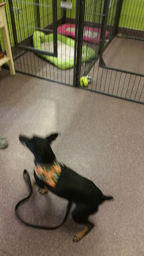 Pet Supply Store «Pet Club Cave Creek», reviews and photos, 4725 E Carefree Hwy, Cave Creek, AZ 85331, USA