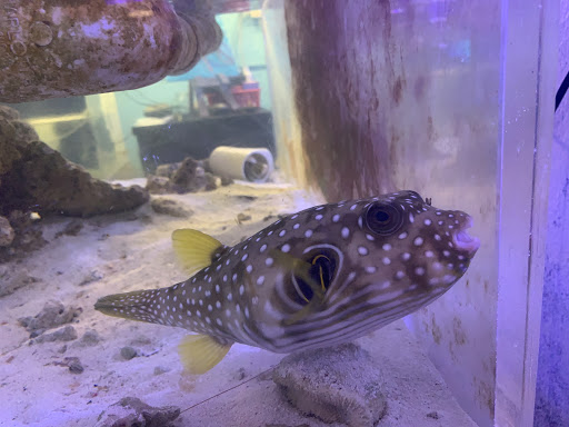 Tropical Fish Store «Aquatic Vision», reviews and photos, 6028 Pine Hill Rd, Port Richey, FL 34668, USA