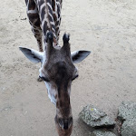 Photo n° 9 de l'avis de Barencourt.e fait le 17/11/2019 à 10:08 pour Zoo de La Boissière du Doré à La Boissière-du-Doré