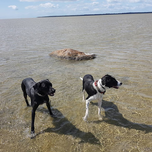 D.O.G. Hundeschule Inh.Diana Offermann