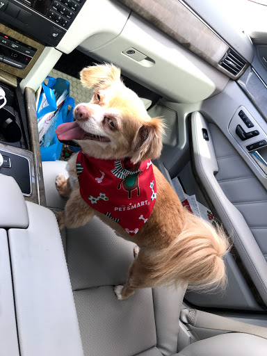 Pet Supply Store «PetSmart», reviews and photos, 2435 NW Federal Hwy, Stuart, FL 34994, USA