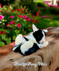 Brooke's Bunny Farm - Photo 3 - Car repair in Oxford, CT, New Haven