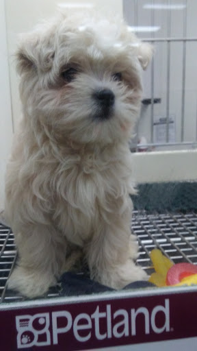 Pet Store «Petland Vineyard - San Antonio», reviews and photos, 1309 North Loop 1604 W #101, San Antonio, TX 78258, USA