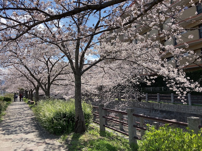 一本松川緑道の桜並木