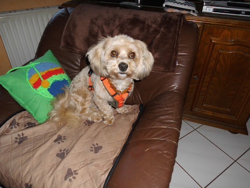 Jacky`s Hundesalon unter Monzingen, 