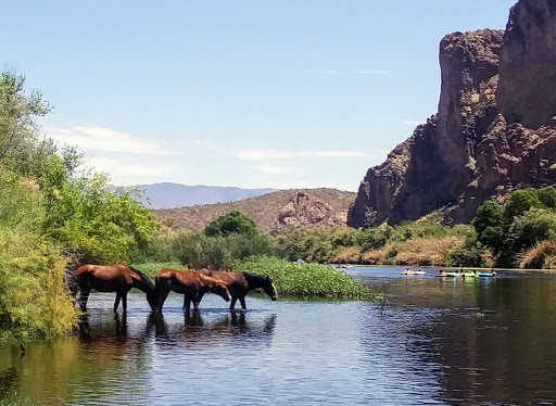 Tourist Attraction «Salt River Tubing», reviews and photos, 9200 N Bush Hwy, Mesa, AZ 85215, USA