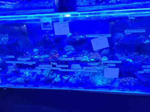 Tropical Fish Store «Coral Reef Aquariums», reviews and photos, 8416 N Armenia Ave, Tampa, FL 33604, USA