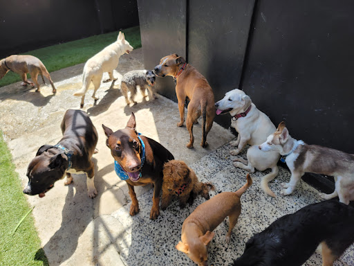 Olympus Dog Trainer & Pet Care