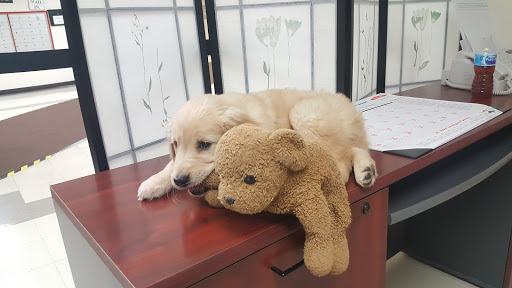 Pet Supply Store «Pet Supplies Plus», reviews and photos, 74-17 Grand Ave, Maspeth, NY 11378, USA