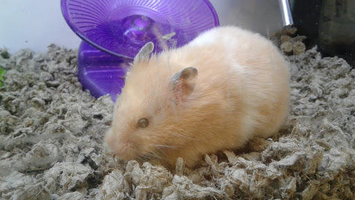 Pet Supply Store «Petco Animal Supplies», reviews and photos, 1150 Concord Ave #160, Concord, CA 94520, USA