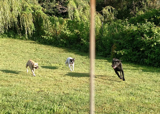 Photo of Country Canines