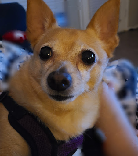 Pet Supply Store «Petco Animal Supplies», reviews and photos, 3680 Spencer Hwy, Pasadena, TX 77504, USA