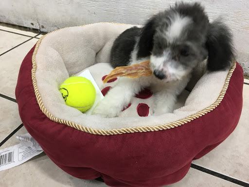 Pet Store «Tropical Pets Inc.», reviews and photos, 37-65 103rd St, Corona, NY 11368, USA