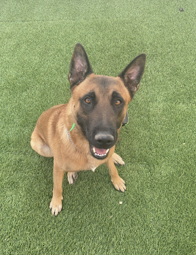 PAWS Health Partners image