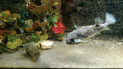Aquarium «Biomes Marine Biology Center», reviews and photos, 6640 Post Rd, North Kingstown, RI 02852, USA