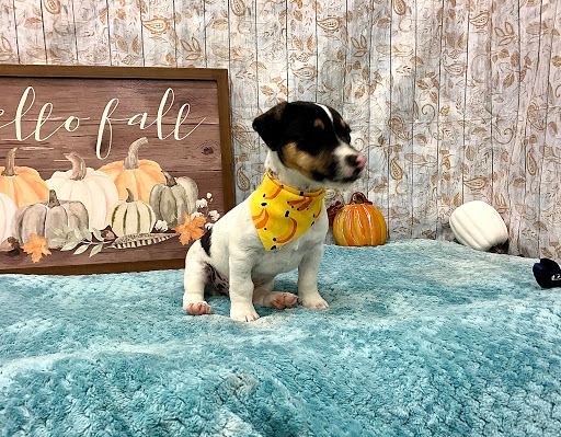 Pet Store «Happiness Is Pets», reviews and photos, 2936 Showplace Dr, Naperville, IL 60564, USA