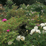 Photo n°3 de l'avis de simona.c fait le 01/05/2021 à 13:01 sur le  Garden Restaurant Colour Café à Vitorchiano