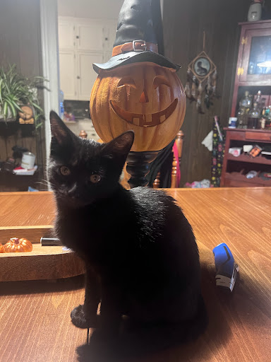 Department Store «HomeGoods», reviews and photos, 3501 W Genesee St, Camillus, NY 13031, USA