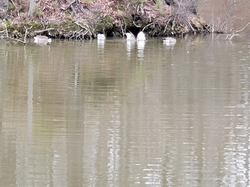 Nature Preserve «Three Lakes Park & Nature Center», reviews and photos, 400 Sausiluta Dr, Richmond, VA 23227, USA